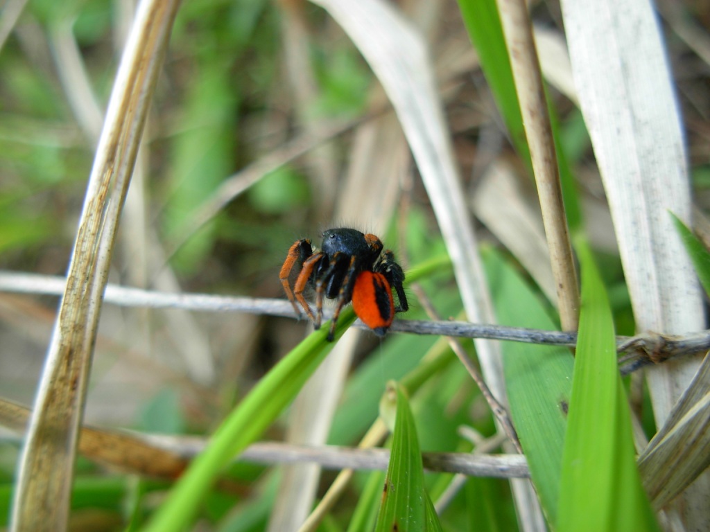 Philaeus chrysops